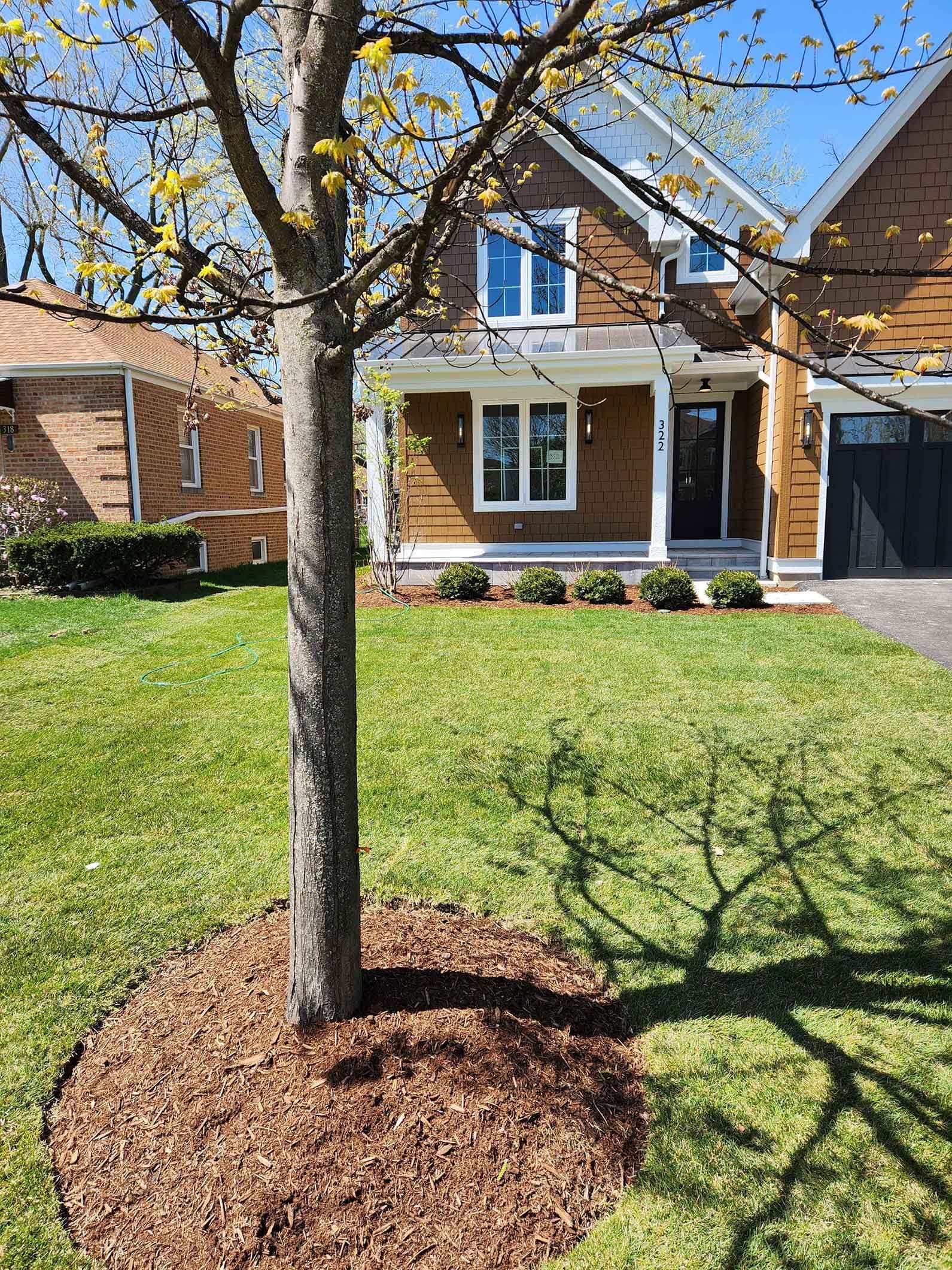 A tree with brown bark in front of a brown house with green lawn.