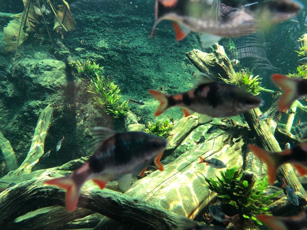 Underwater scene with fish swimming around driftwood and aquatic plants, creating a natural, vibrant habitat.