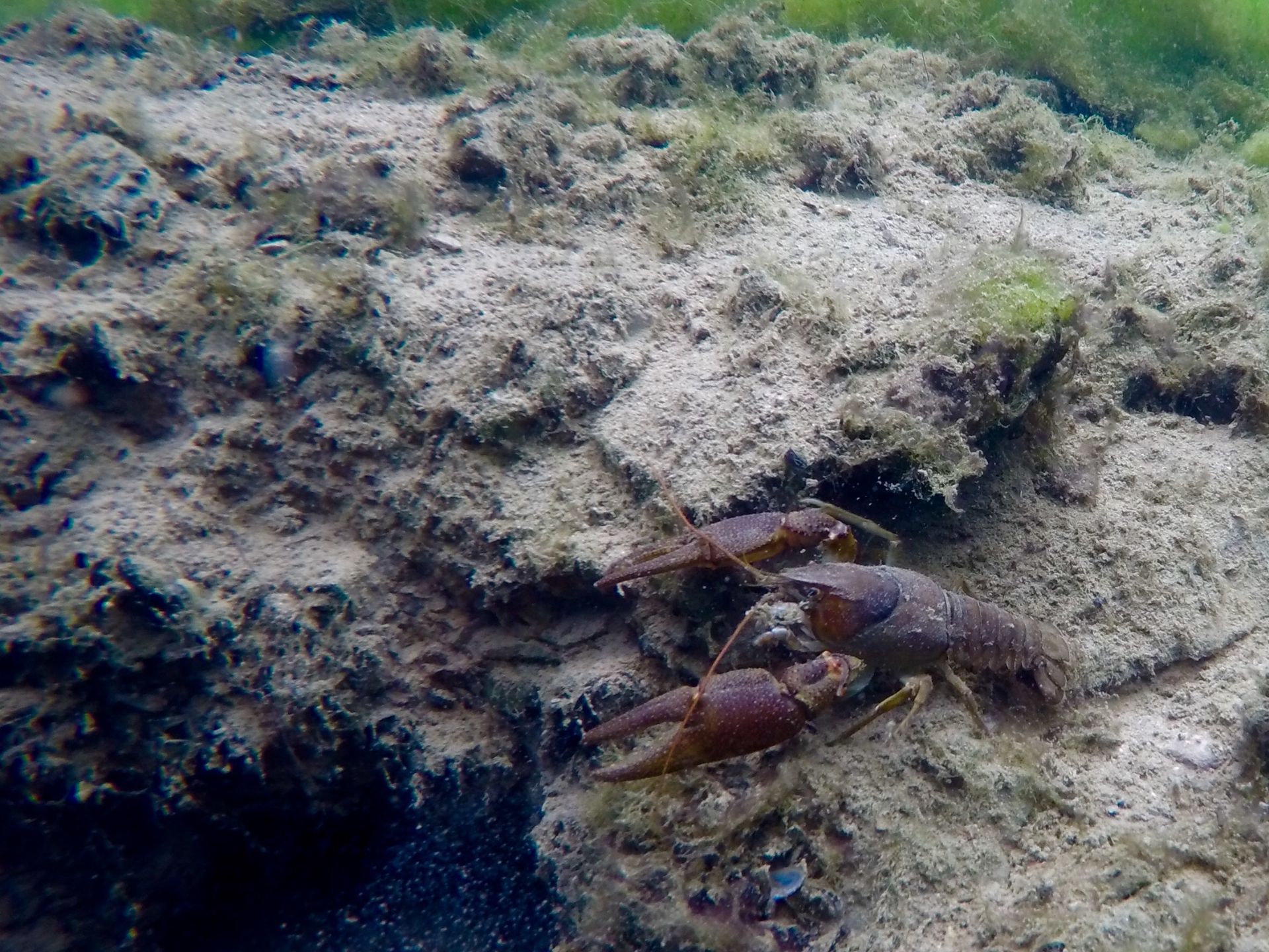 Underwater view of a crayfish on a rocky, algae-covered surface, blending into its natural habitat with claws extended.