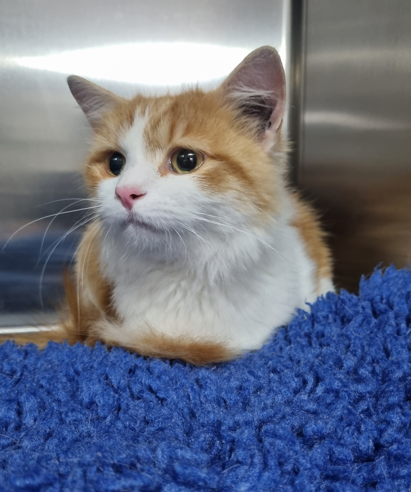 An orange and white cat is laying on a blue rug.