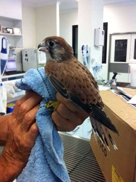 Hand Holding a Brown Bird — Pet Care Trinity Beach