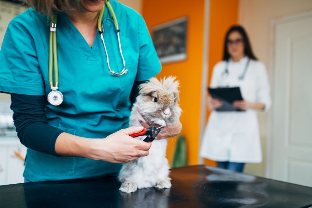 A Female Veterinarian Is Cutting the Nails of A Small Dog — Marlin Coast Veterinary Hospital in Trinity Beach, QLD