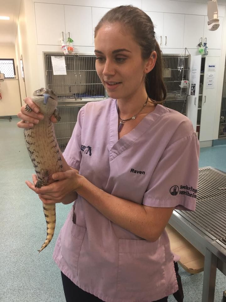 A Nurse Holding A Reptile — Pet Care Trinity Beach