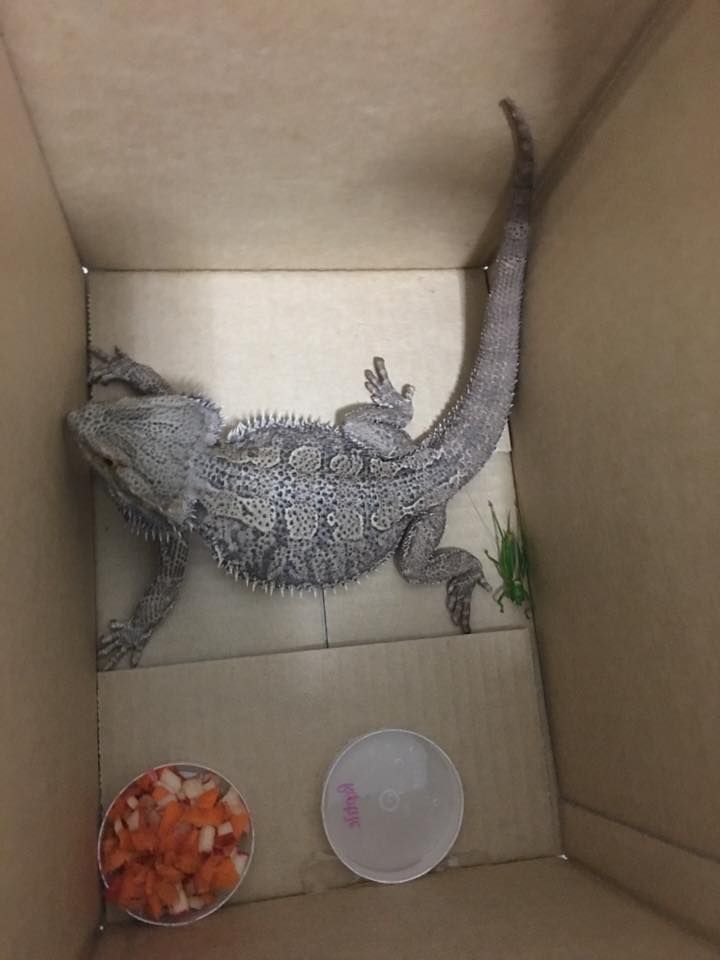 Reptile in a Box — Animal Wellbeing Trinity Beach