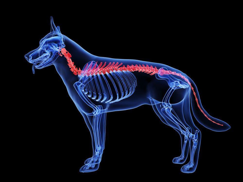 A X-Ray of A Dog 's Skeleton with Red Lines Showing the Spine — Marlin Coast Veterinary Hospital in Trinity Beach, QLD