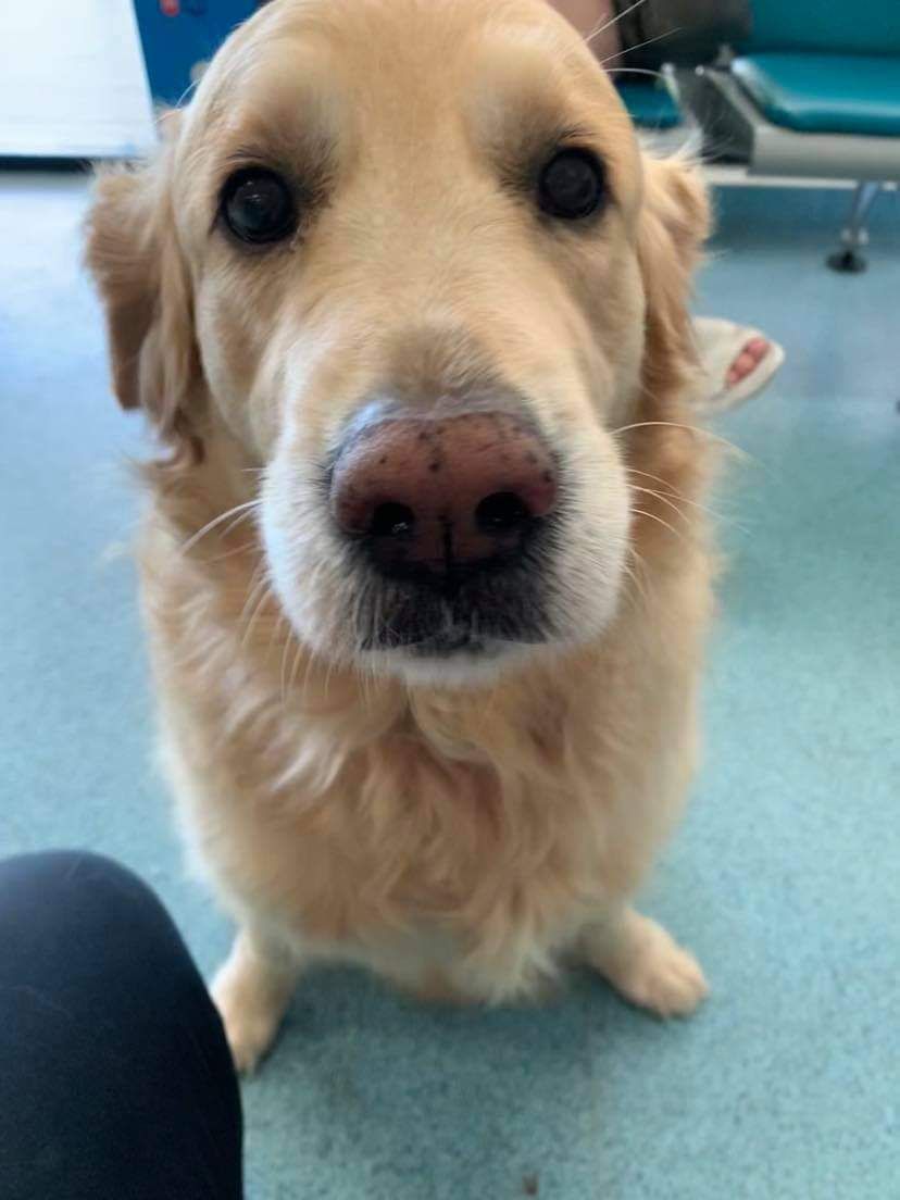 Close up on a Dog's Nose — Vet Surgery Trinity Beach