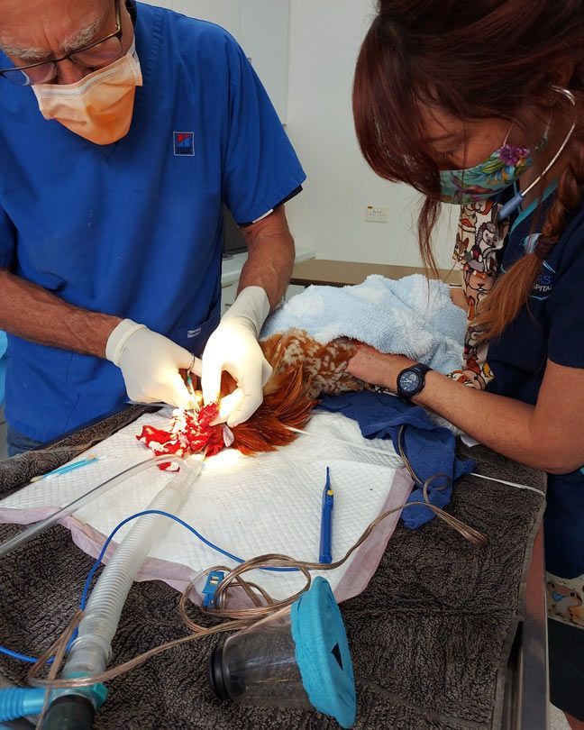 Doctors Operating on a Chicken — Vet Surgery Trinity Beach