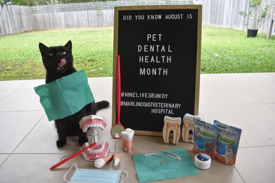 Cat with Dental Equipment and a Sign — Vet Surgery Trinity Beach