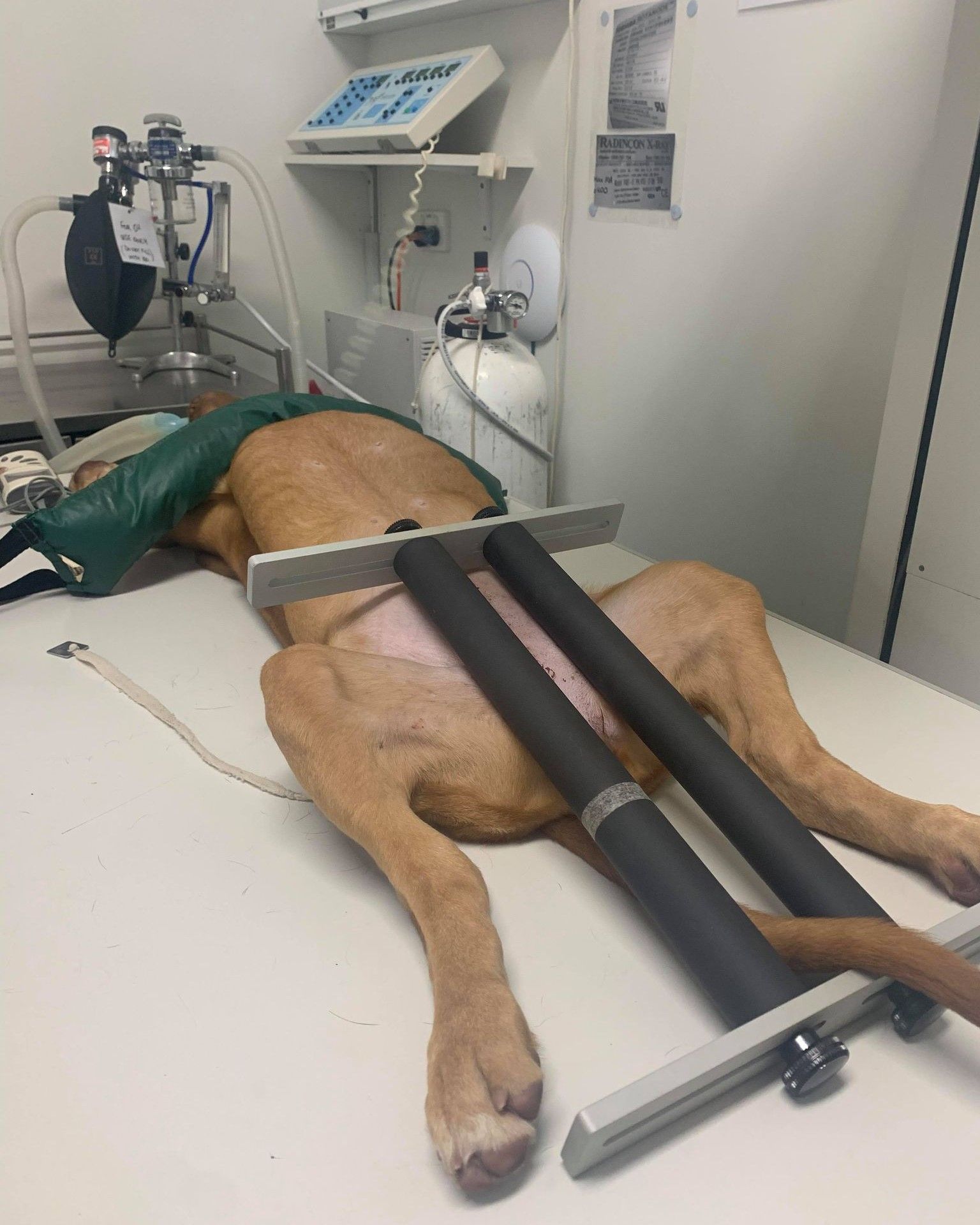 Dog Laying On The Table For Radiograph — Marlin Coast Veterinary Hospital in Trinity Beach, QLD