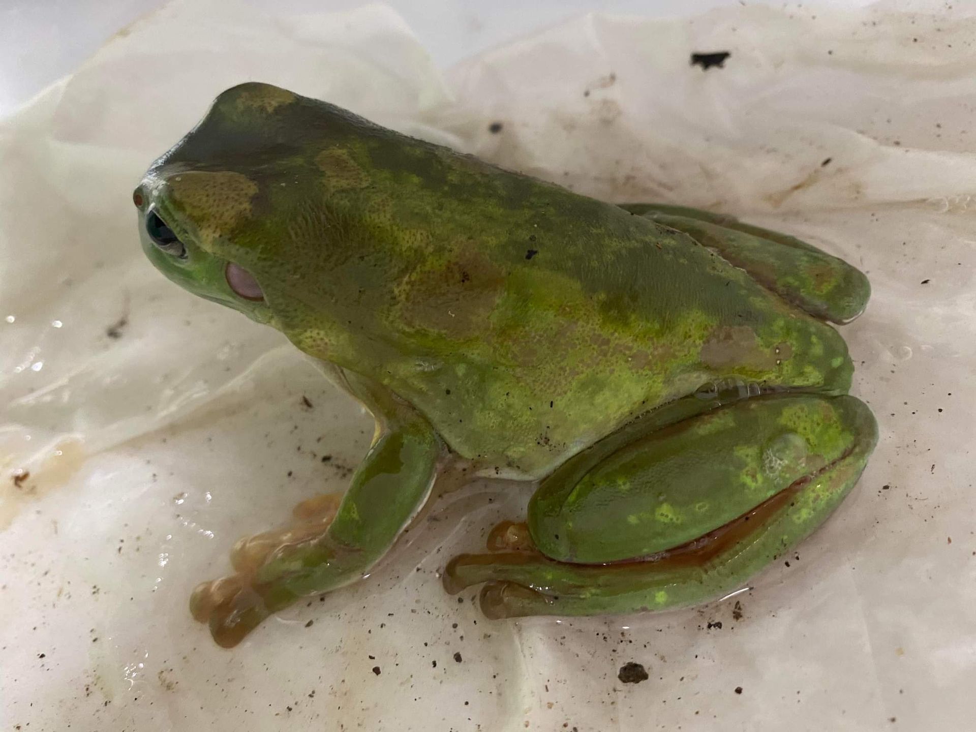 Green Frog on a Wet Paper Towel — Vet in Trinity Beach