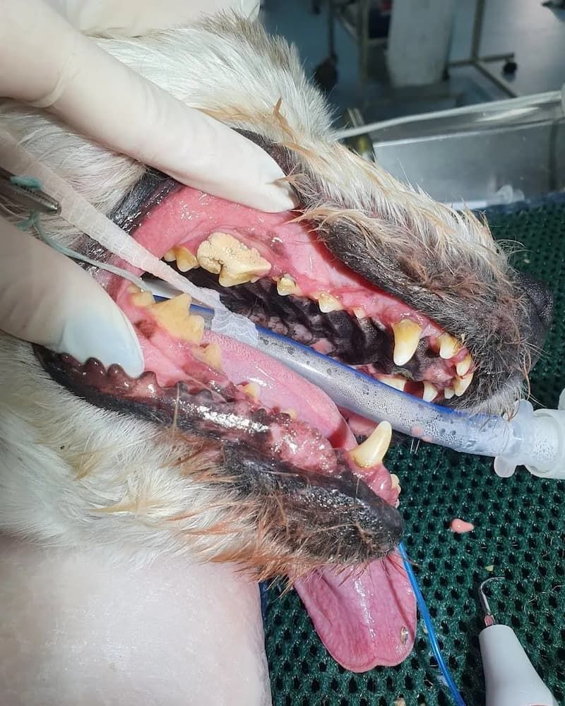 Dog Before Removal of  Plaque — Marlin Coast Veterinary Hospital in Trinity Beach, QLD