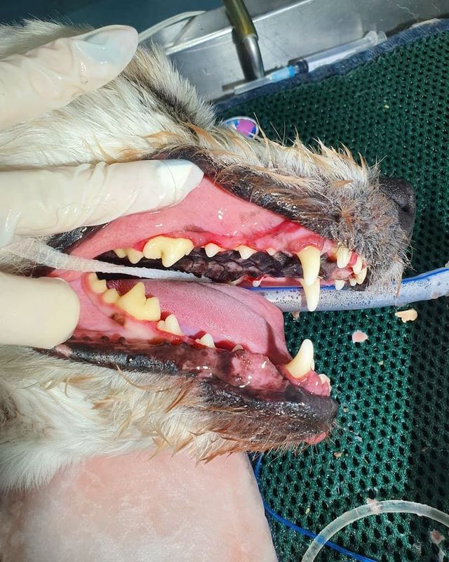 can a dog die from periodontal disease