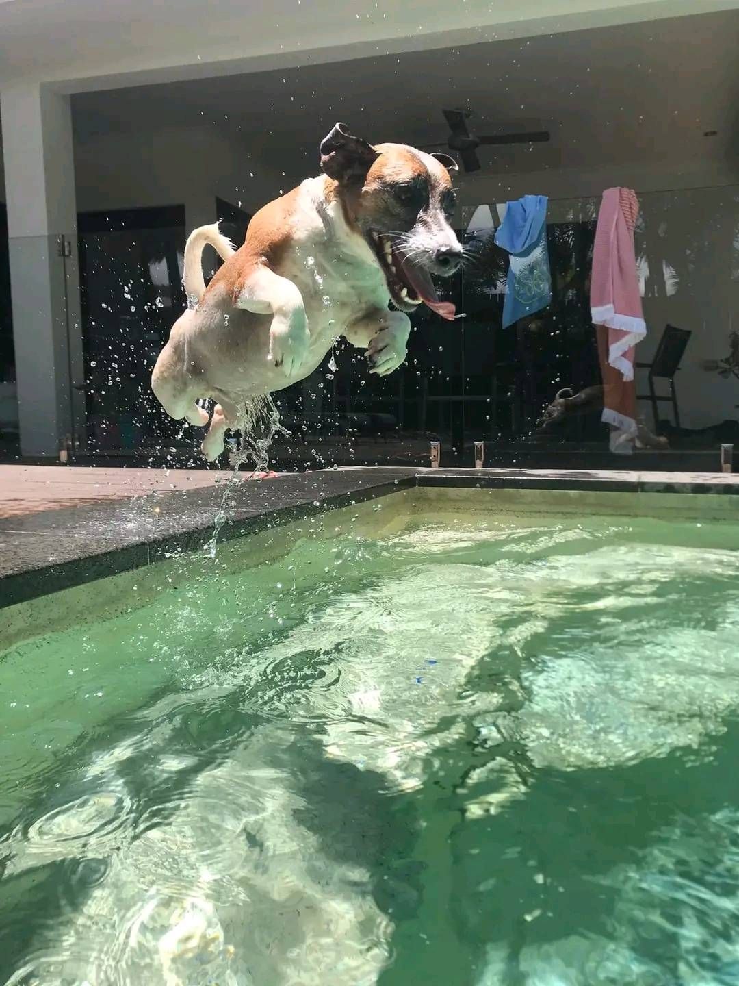 Dog Jumping into a Pool — Pet Care Trinity Beach