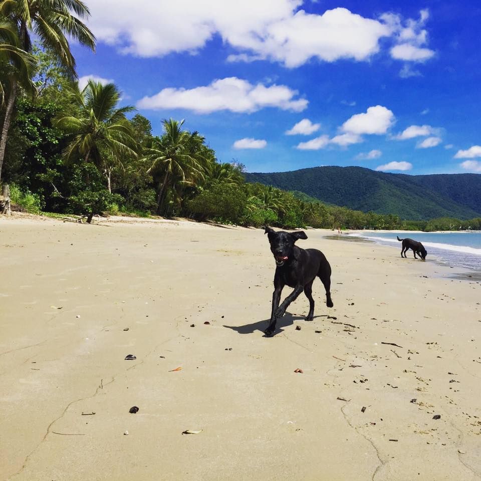Black Dog on the Beach — Pet Care Trinity Beach