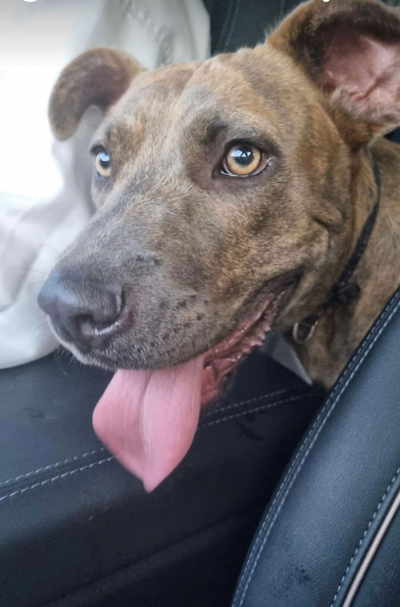 A Dog inside a Car — Pet Care Trinity Beach