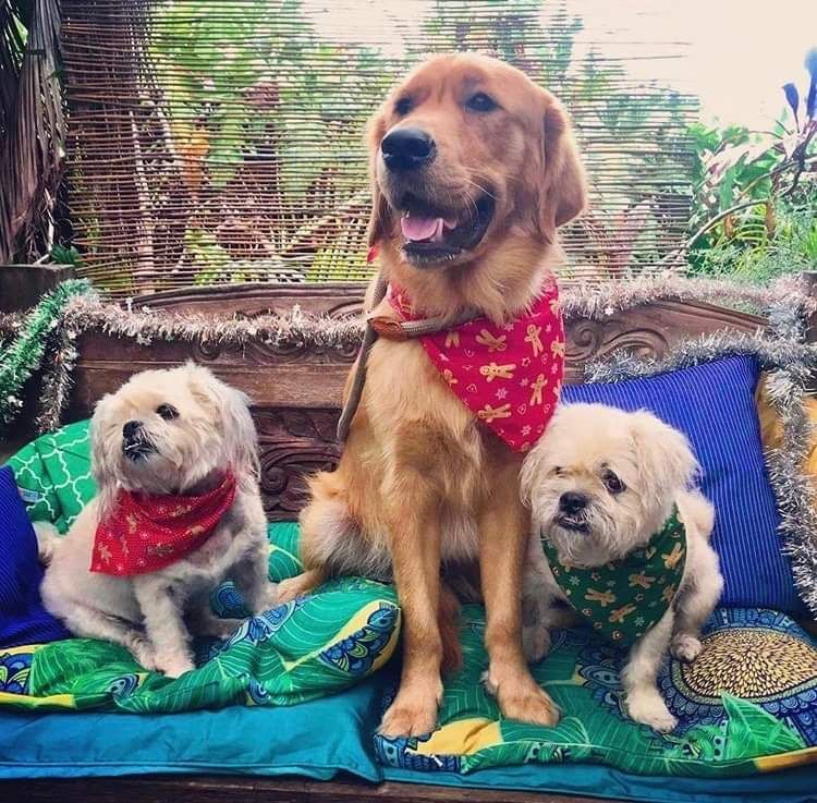 Dogs on a Sofa — Animal Wellbeing Trinity Beach