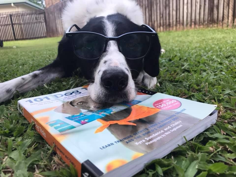 Dog with Sunglasses and Book — Vet in Trinity Beach