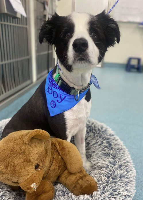 A black and white dog wearing a blue bandana is sitting next to a stuffed animal.