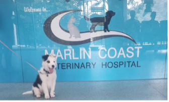 A dog is sitting in front of a sign for the marlin coast veterinary hospital