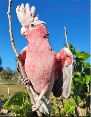 A pink and white parrot perched on a tree branch