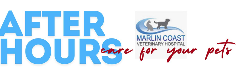 Dog Operation In progress — Vet in Trinity Beach