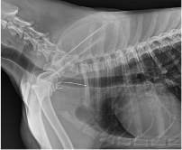 A black and white x-ray of a dog 's chest with a needle sticking out of it.
