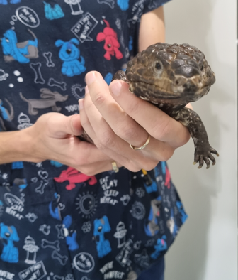 A person is holding a small lizard in their hands