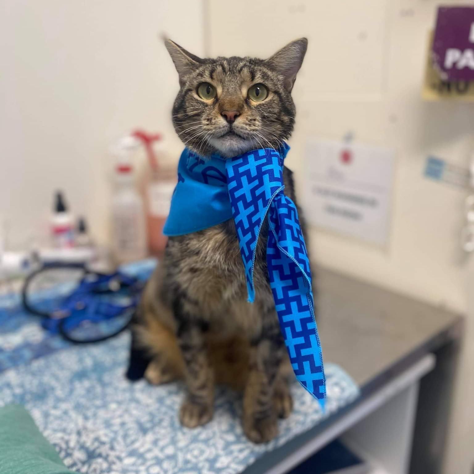 Cat With Bandana — Vet in Trinity Beach