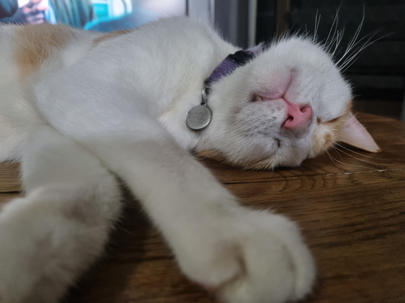 A white and orange cat is laying on its back on a wooden floor.
