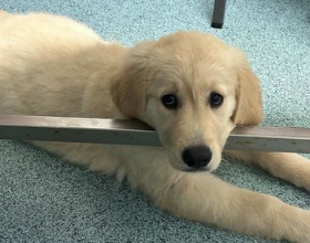 A puppy is laying on the floor with its head on a metal bar.