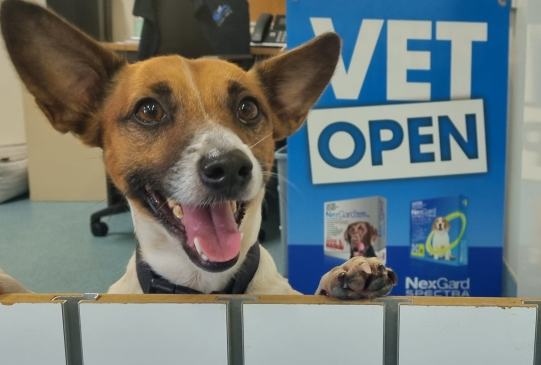 A dog is smiling in front of a vet open sign
