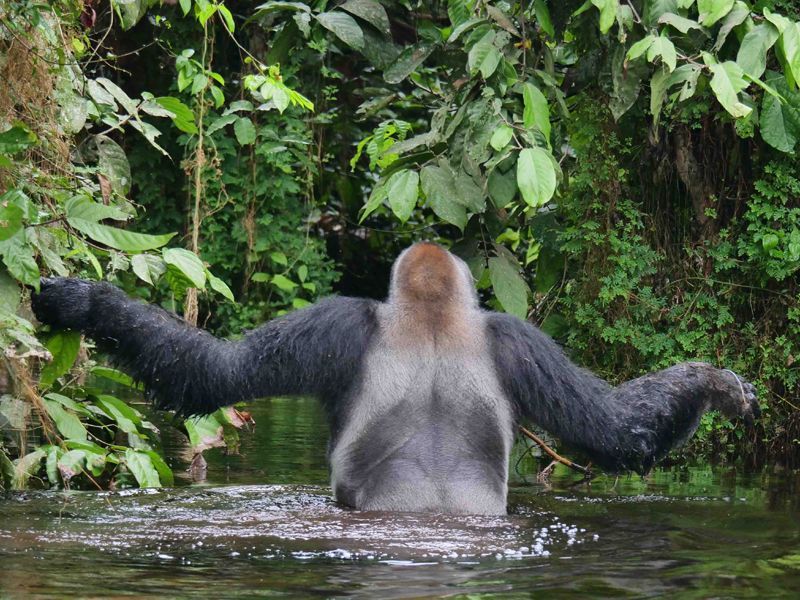 The equatorial rainforest of the Republic of Congo still offers some of the highest concentration of western lowland gorillas like this silverback crossing a water channel in the jungle.