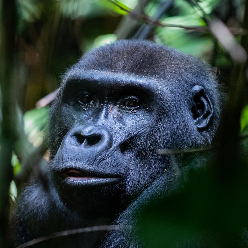 Gaze upon the intense concentration of a Western Lowland Gorilla in Dzanga-Sangha, Central African Republic. This powerful faceshot captures the gorilla looking thoughtfully into the distance, conveying the profound intelligence of these forest giants. Witnessing this endangered species is a deeply privileged encounter. Inspiration Africa specializes in designing your bespoke, tailor-made trip for incredible gorilla trekking experiences and exploration of other extraordinary destinations across Africa. Start planning your remote wildlife adventure with us!