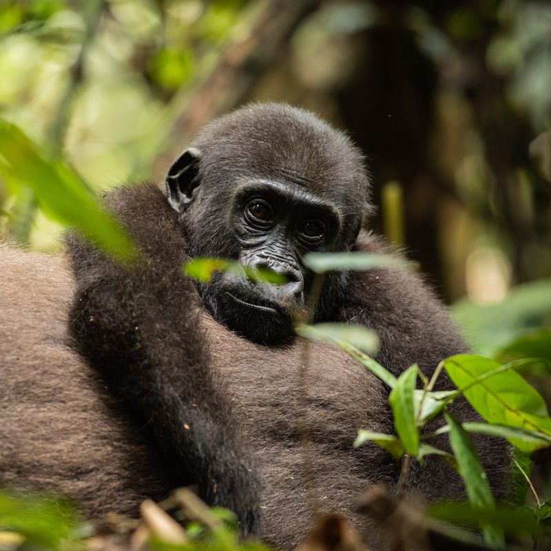 In the dense bush of the Central African Republic, a baby gorilla hangs playfully over a low branch, pausing to gaze curiously into the camera. Encounters like this reveal the quiet wonder of Dzanga-Sangha, one of Africa’s least-explored rainforest regions. Inspiration Africa organizes tailor-made travel to the Central African Republic, including guided gorilla tracking experiences led by expert local teams. Discover a destination where wildlife experiences unfold naturally, without crowds—an opportunity to connect with the forest and its rare inhabitants on their own terms. Travel with us to experience the raw beauty and authenticity of Central Africa.
