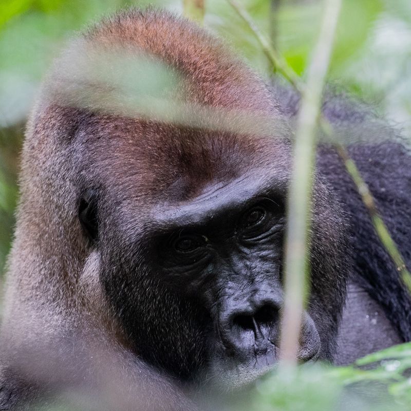 This striking image shows a male gorilla seen through dense rainforest vegetation in the Central African Republic’s Dzanga-Sangha Reserve. Gorilla trekking here offers an unparalleled opportunity to observe these powerful yet peaceful primates in their natural habitat. Surrounded by untouched wilderness, the experience is immersive and humbling, guided by expert trackers who ensure respectful, low-impact encounters. Inspiration Africa offers tailor-made journeys to this remote region, combining gorilla trekking with conservation-focused travel and cultural experiences. Discover the heart of Central Africa and witness one of the world’s most remarkable wildlife experiences with a journey designed just for you.