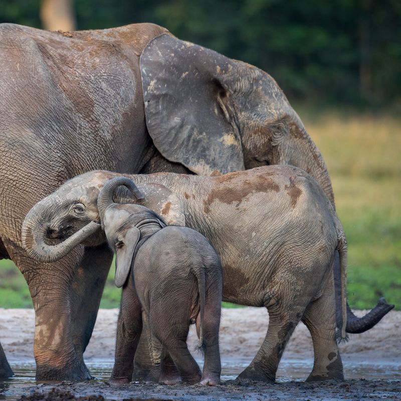 This heartwarming image shows a mother forest elephant with her two calves at Dzanga Bai, a natural clearing deep in the rainforest of the Central African Republic. Known for extraordinary elephant gatherings, Dzanga Bai offers a rare window into the lives of these elusive giants. Visitors can quietly observe elephants socializing, feeding, and caring for their young in one of Central Africa’s most biodiverse settings. Inspiration Africa organizes expert-led journeys to Dzanga-Sangha Reserve, providing exclusive access to this unique wildlife spectacle. Experience the magic of forest elephant encounters with a tailor-made adventure into the heart of the African rainforest.