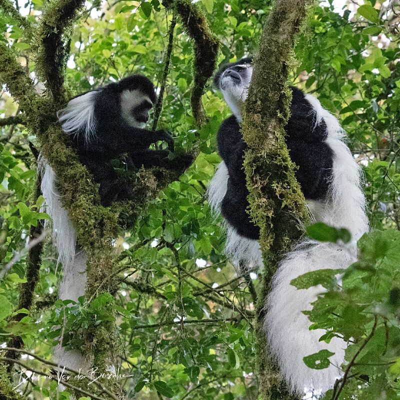 **Colobus Tracking in Rwanda**  
Rwanda’s **Nyungwe Forest National Park** is a prime location for colobus monkey tracking. Visitors can observe large troops of these striking black-and-white primates in their natural rainforest habitat, an enriching experience for wildlife enthusiasts and nature lovers.