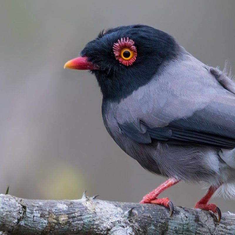 Angola offers diverse birdwatching opportunities, with a mix of coastal wetlands, savannas, rainforests, and highland escarpments supporting over 900 bird species, including several endemics. Key locations include Quiçama National Park, the Namib Desert, Kumbira Forest, and Mount Moco.