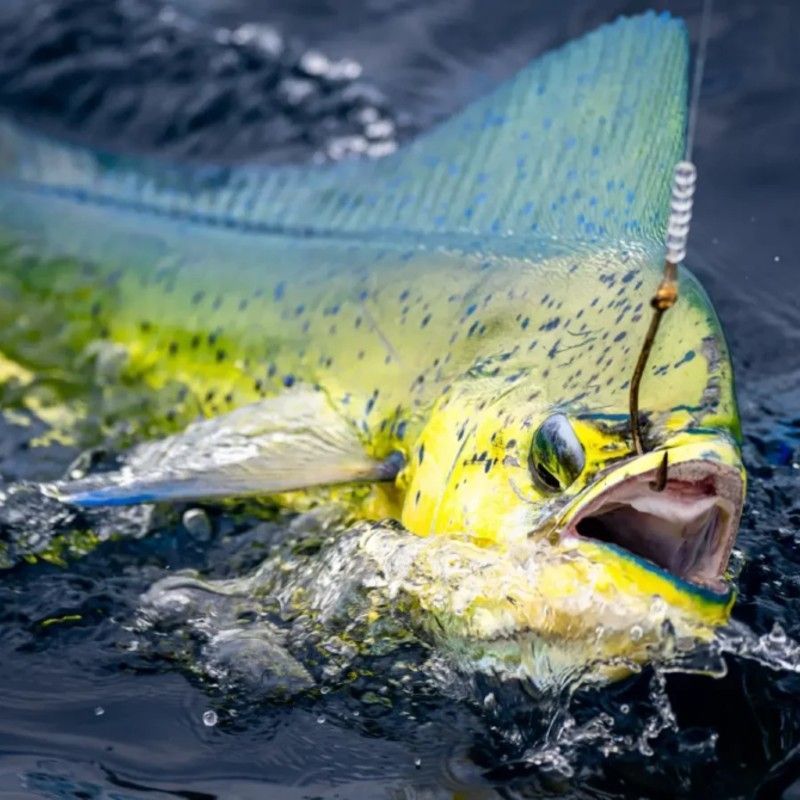 Angola offers deep-sea and freshwater fishing, with marlin, tuna, and sailfish along the Atlantic coast and tarpon, catfish, and tigerfish in the Kwanza River. Coastal spots like Lobito and Benguela provide excellent shore and boat fishing opportunities.