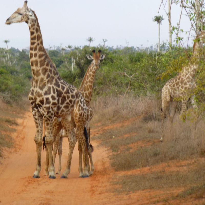 Explore Iona National Park – Angola’s oldest and largest national park, home to desert-adapted wildlife, rugged landscapes, and Himba communities.