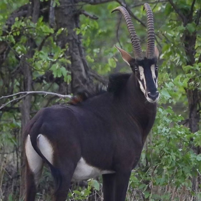Go on a Safari in Quiçama (Kissama) National Park and experience Angola’s recovering wildlife, including elephants, antelopes such as giant sable antelope, and diverse bird species, in the country’s most accessible national park.
