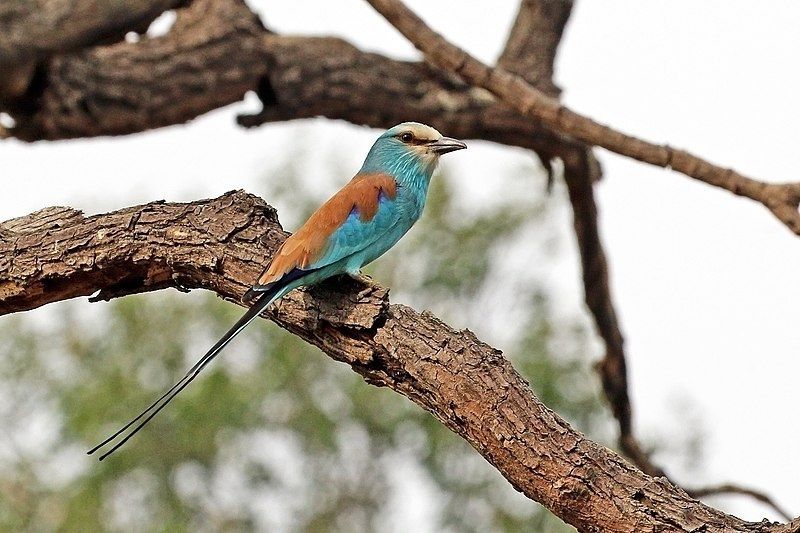 An Abyssinian roller perches alertly on a branch—one of over 600 bird species found in Benin’s diverse habitats. From the wetlands around the Mono River to the savannahs of Pendjari and forests of the Atakora Mountains, Benin is a rewarding destination for birdwatchers. Highlights include kingfishers, hornbills, and colorful rollers like the one pictured. Whether you're a casual observer or dedicated birder, Inspiration Africa designs tailor-made trips that bring you closer to the region’s rich birdlife and natural beauty. Discover Benin’s birding hotspots with expert-guided experiences crafted just for you.