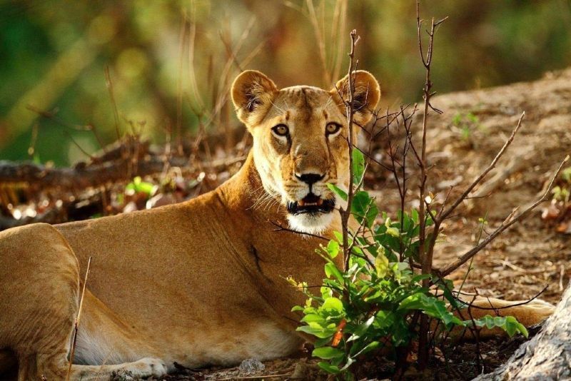 A lioness lies alert in the grasses of Pendjari National Park—Benin’s premier wildlife destination and one of West Africa’s last strongholds for big game. Home to elephants, antelope, hippos, buffalo, and a growing population of lions, Pendjari offers rewarding safaris in a remote, scenic setting. The park is part of the UNESCO-listed W-Arly-Pendjari complex and best visited during the dry season for optimal wildlife viewing. At Inspiration Africa, we design tailor-made journeys that include guided safaris, expert local insight, and seamless logistics. Discover Benin’s wild side with a custom adventure created just for you.