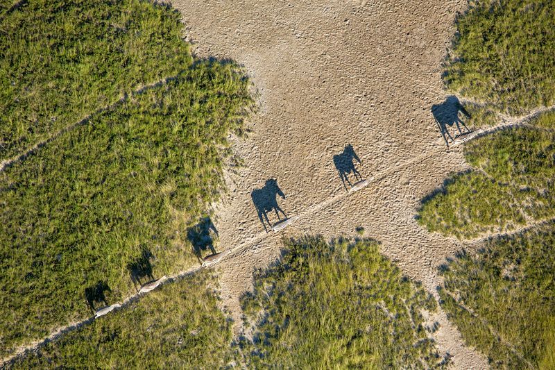 An aerial view of the Zebra migration through the Makgadikgadi salt pans