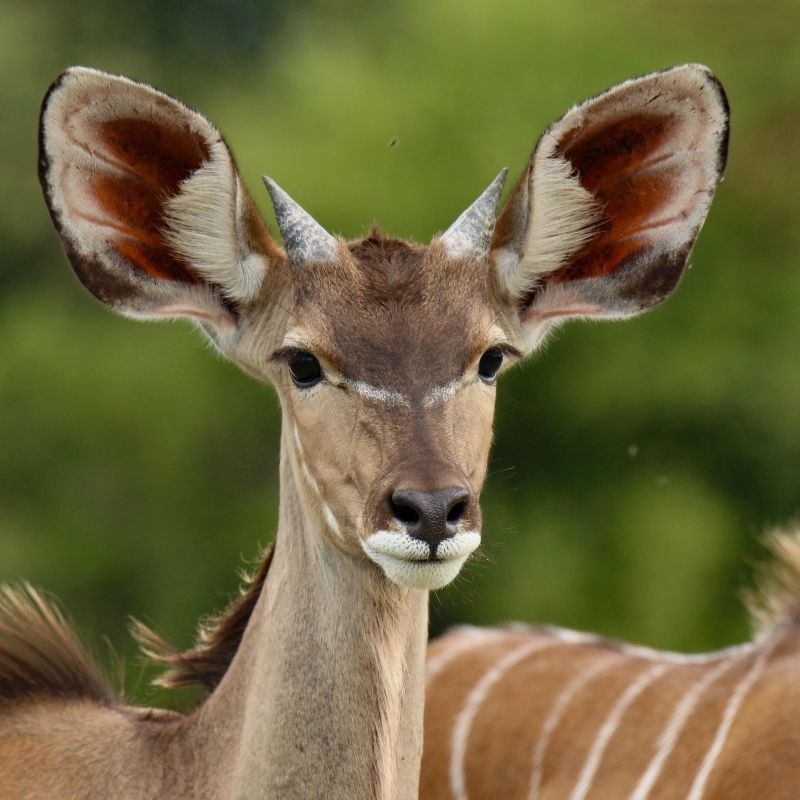 Discover the breathtaking beauty of the Sahara Desert in southern Algeria with Inspiration Africa. This powerful image of motorcycle riders in the vast dunes captures the spirit of adventure that awaits in one of the world’s most remote and majestic landscapes. Inspiration Africa specializes in organizing tailor-made travel experiences across the continent, and Algeria is no exception. Whether you're looking for a thrilling motorcycle journey or a guided desert expedition, we’ll help you explore the Sahara in comfort and style. Let us take you beyond the ordinary and into the heart of North Africa’s most awe-inspiring desert terrain.