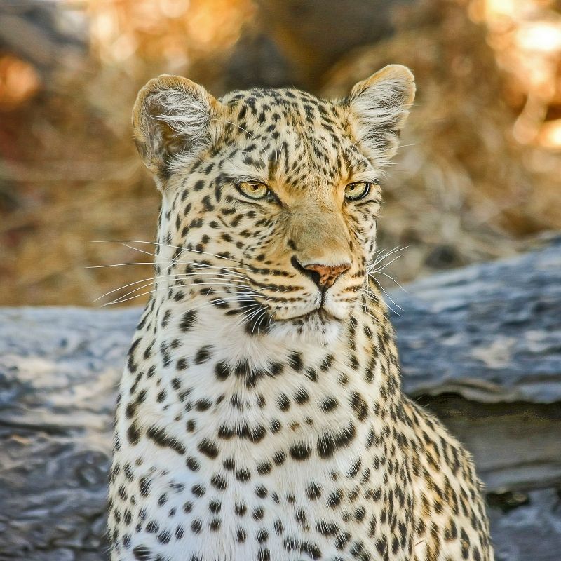 Botswana's Okavango Delta offers a premier safari experience, renowned for its diverse wildlife. One of the most thrilling experiences here is the opportunity to spot leopards. These elusive big cats are often seen lounging in trees or stalking prey along the waterways. A safari in the Okavango Delta provides fantastic sightings, making it an unforgettable destination for wildlife enthusiasts.