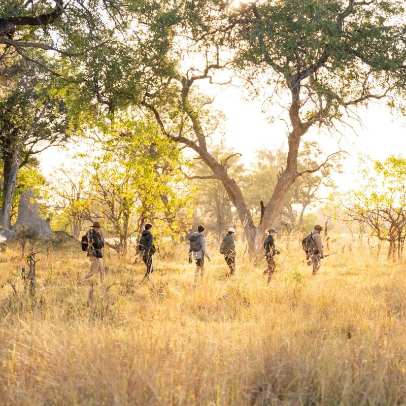 Gaze upon an immersive walking safari experience in Botswana’s Okavango Delta, where a group of travelers moves through lush waterways and floodplains on foot. This evocative photograph captures the sense of adventure and connection to nature that comes from exploring this UNESCO World Heritage Site at ground level. Surrounded by reeds, shimmering waters, and abundant wildlife, walking safaris in the Delta offer an intimate perspective on one of Africa’s most biodiverse and iconic ecosystems. Inspiration Africa specializes in crafting bespoke, tailor-made journeys that deliver authentic walking safaris and extraordinary wildlife experiences across Africa’s most remarkable destinations.
