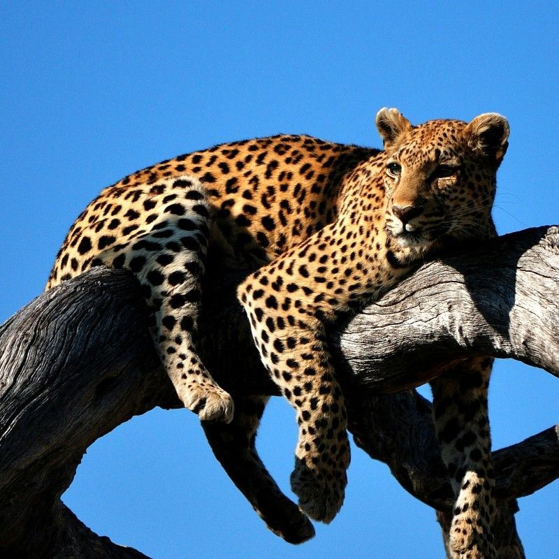 Encounter the elusive elegance of Botswana’s wildlife with this striking image of a leopard in its natural habitat. The photo captures the big cat poised gracefully among dense foliage, its piercing eyes and patterned coat highlighting its stealth, power, and beauty. Observing a leopard in the wild offers a rare and intimate glimpse into the behaviour of one of Africa’s most iconic predators, set against the rich biodiversity of Botswana’s savannahs and woodlands.
Inspiration Africa designs tailor-made journeys to Botswana, providing ethical and immersive wildlife experiences. Track leopards and other remarkable species, explore pristine wilderness areas, and experience the extraordinary landscapes and wildlife of this iconic African destination.
