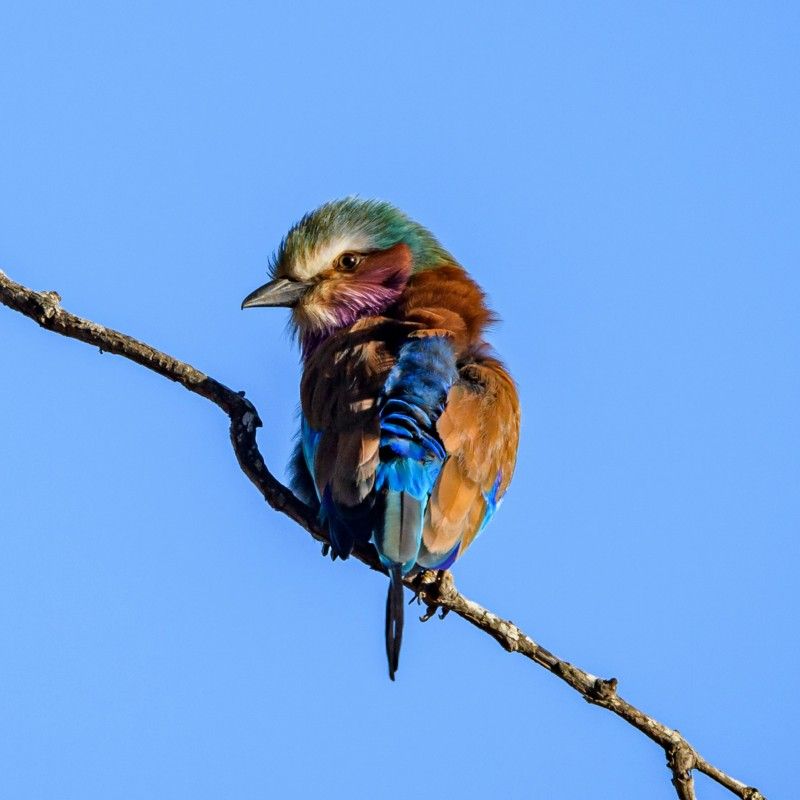 Experience the vibrant wildlife of Botswana with this captivating image of a colorful bee-eater bird. The photo captures the bird perched gracefully, showcasing its vivid plumage of greens, blues, and yellows, and its distinctive slender beak. Set against the lush landscapes of Botswana’s wetlands or savannahs, the scene highlights the country’s rich avian biodiversity and the striking beauty of its birdlife.
Inspiration Africa crafts tailor-made journeys to Botswana, offering travellers the opportunity to observe bee-eaters and other remarkable bird species in their natural habitat, explore stunning wildlife-rich landscapes, and immerse themselves in the extraordinary diversity and natural beauty of this iconic African destination.
