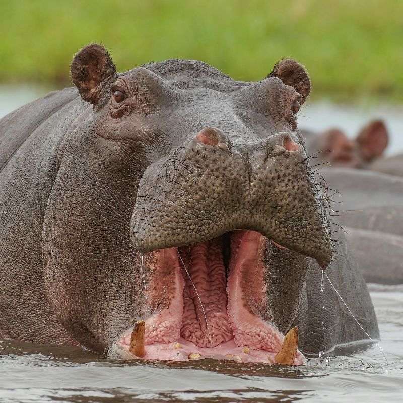 Gaze upon a majestic hippopotamus in Botswana, captured in this striking wildlife photograph. The massive, semi-aquatic mammal is shown partially submerged in shimmering waters, highlighting its powerful build and serene presence. Botswana’s rivers and wetlands, including the Okavango Delta, are renowned for their rich biodiversity and exceptional opportunities to observe hippos in their natural habitat. Witnessing these iconic African animals up close is both thrilling and unforgettable. Inspiration Africa specializes in designing bespoke, tailor-made journeys that deliver extraordinary wildlife encounters across Africa’s most remarkable destinations.
